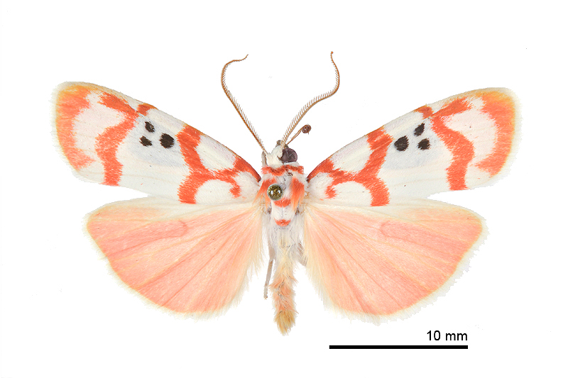 Cyana formosana Male